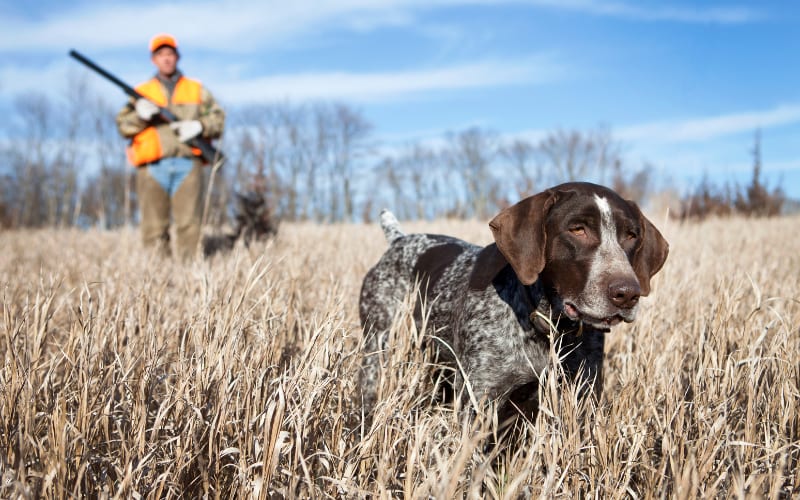 Get Ready for Georgia’s 2025-26 Bird Hunting Season