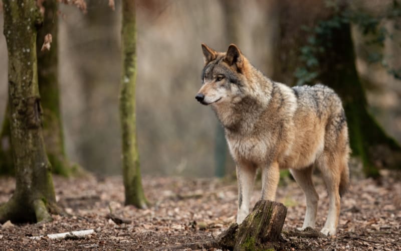 Can Roadkill Save Colorado’s Wolves and Ranchers?