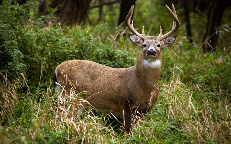 NY Deer Hunting Goes Digital: Big Changes for 2025