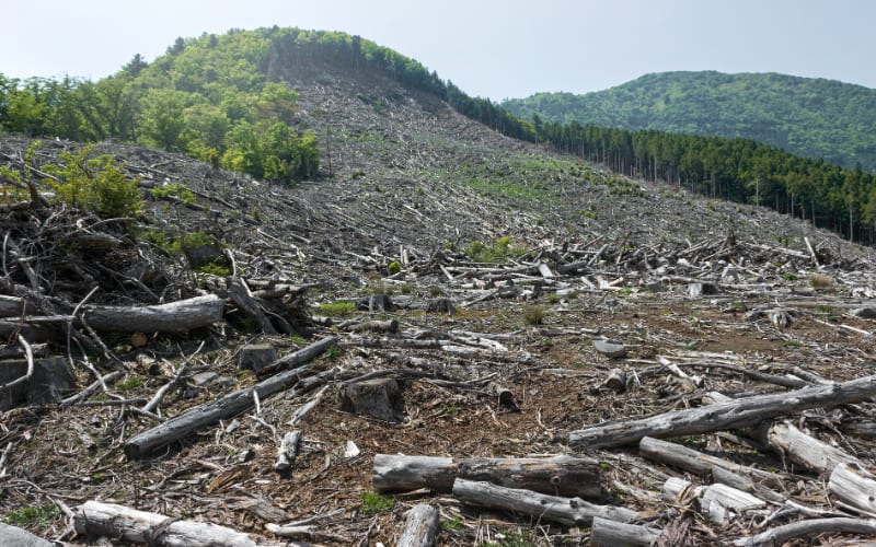 EU Forest Law: Bitter Brew for Coffee Lovers?