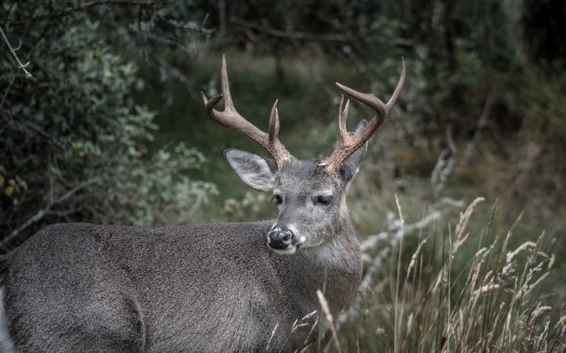 Oregon's Mule Deer Hunt Shake-Up Looms