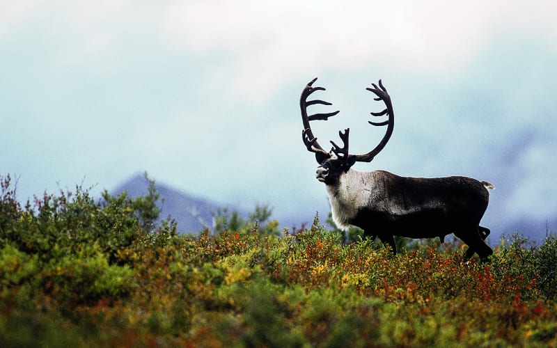 Trump's Shutdown Move: Hunts Roll On in Wildlife Havens