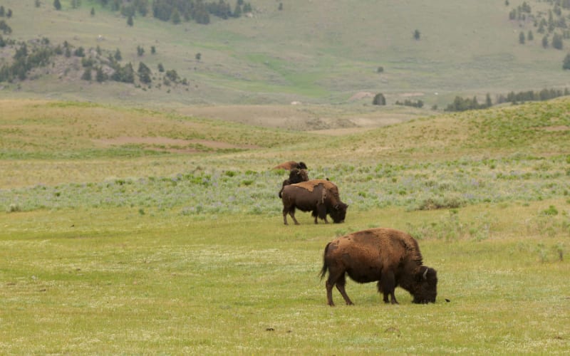 Montana's Bison Hunt Gets Bigger and Better