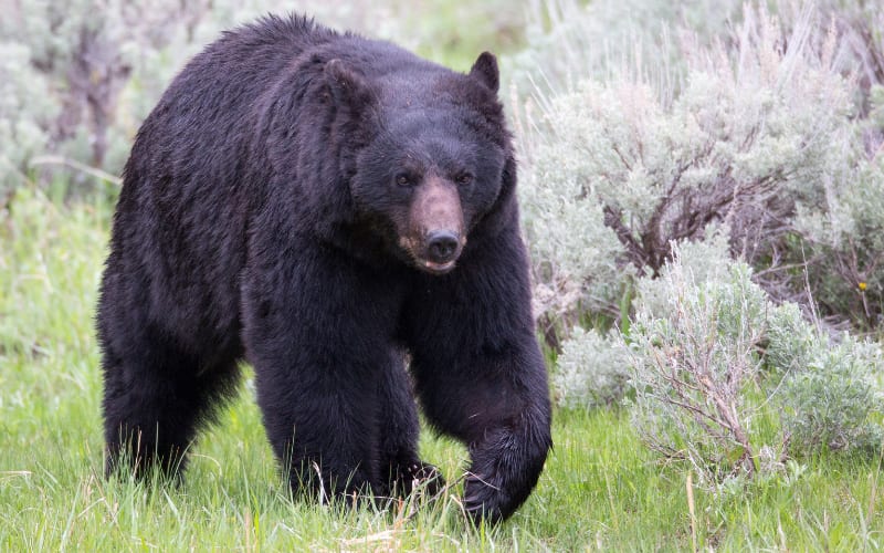 Florida's Bear Hunt Sparks Debate