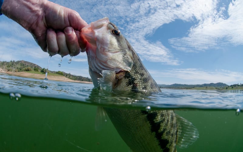 Why Lake Hartwell's Debut Shakes Up Bass Fishing