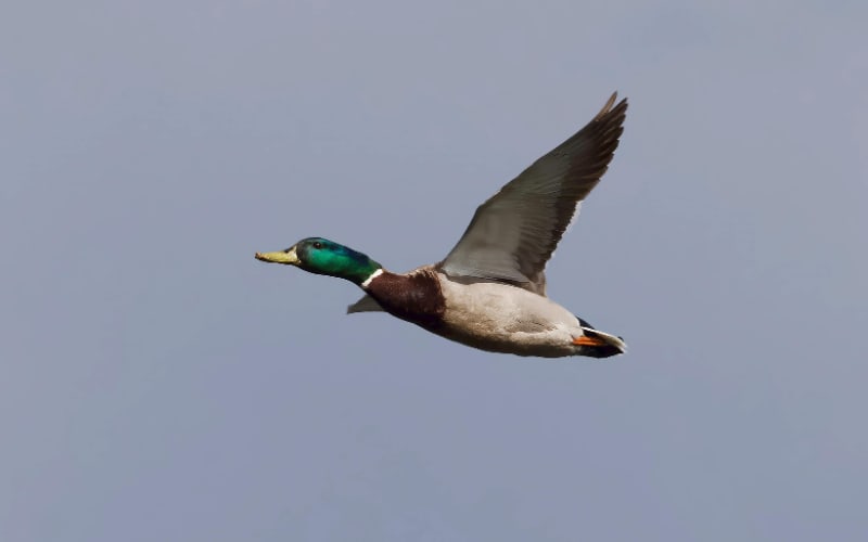 Mastering Mallard Hunts on Public Land