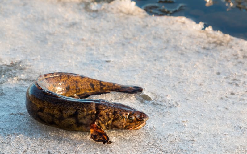 Wyoming's Battle Against Invasive Fish Heats Up