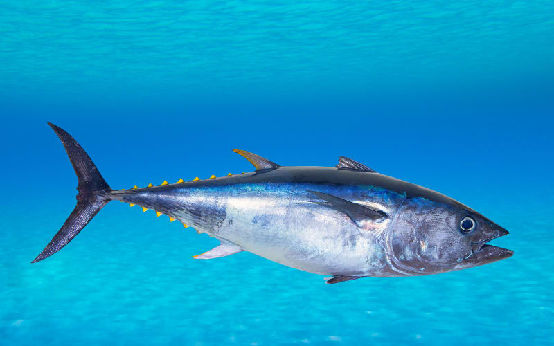 Bluefin Tuna Hunt: 2026 Season Rules