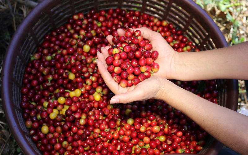 Inside the Farm That Shapes Every Starbucks Pour