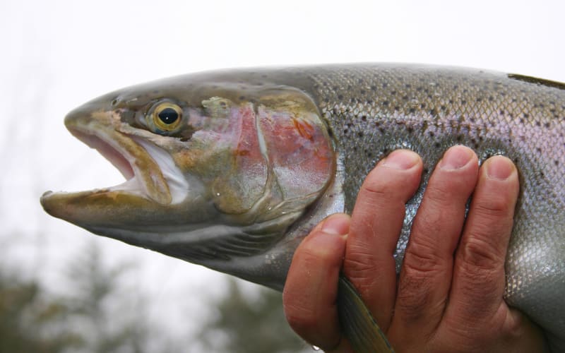 Steelhead Season Heats Up After the Rain