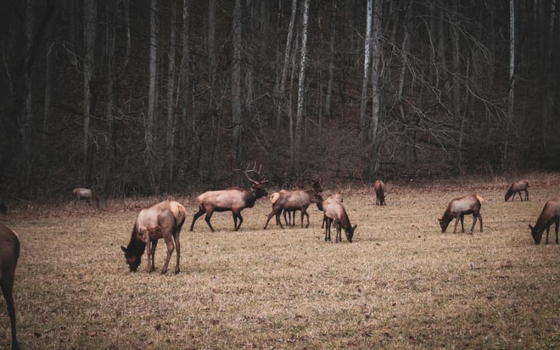 Elk Overflow Forces Drastic State Action