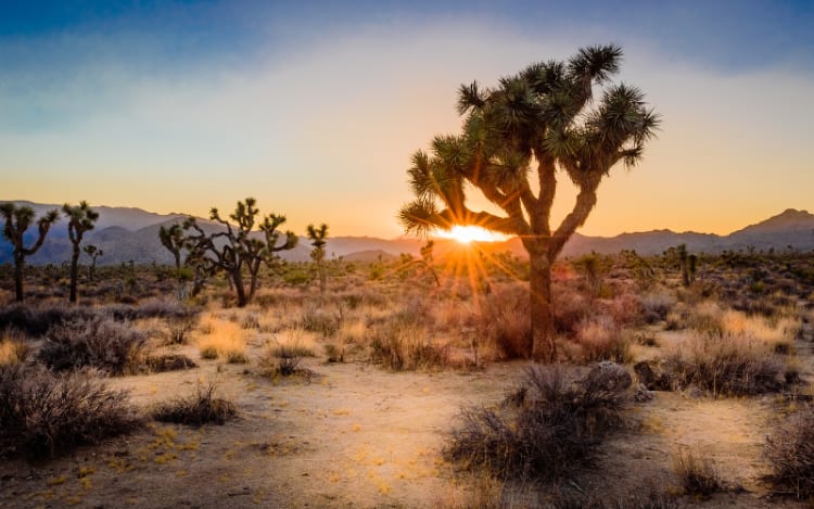 10. Joshua Tree National Park