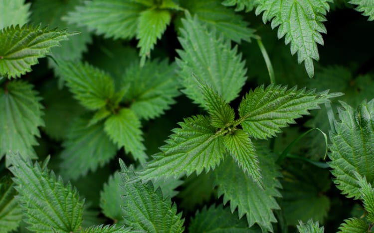 4. Stinging Nettle