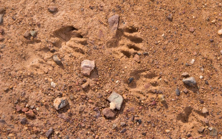 1. Look for Fresh Tracks