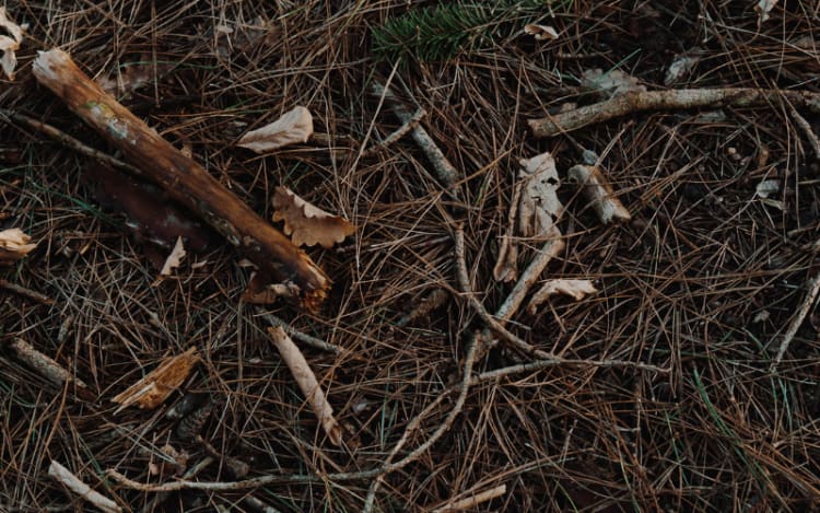 3. Spot Broken Twigs