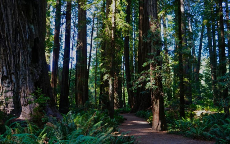 3. California: Coastal to Sierra Smorgasboard