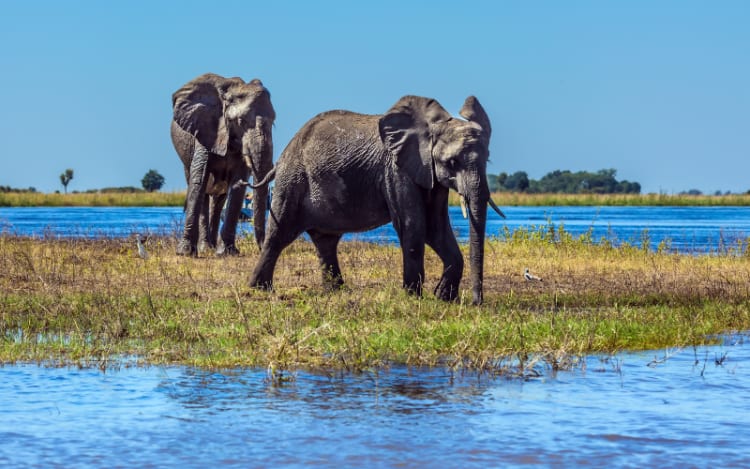 1. Botswana: Elephant Overload Drama