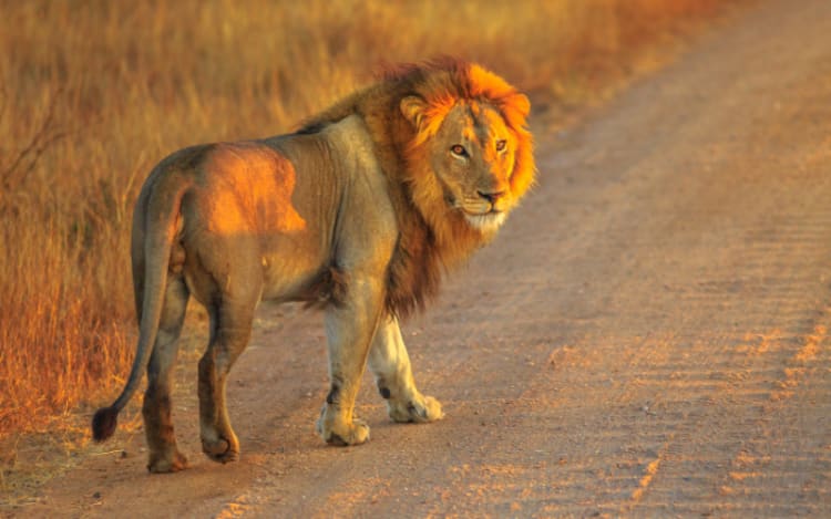 2. South Africa: Lion Hunting Crackdown