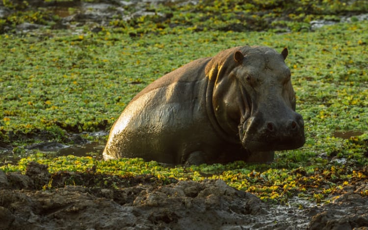 3. Zambia: Stable Species at Risk?