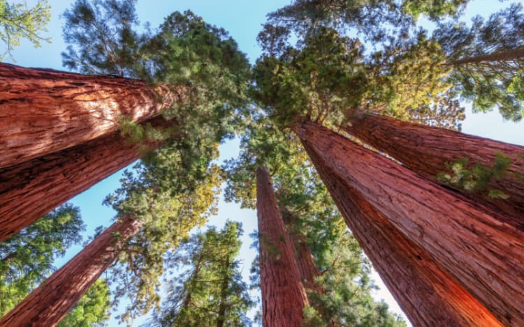 Sequoia National Park, California