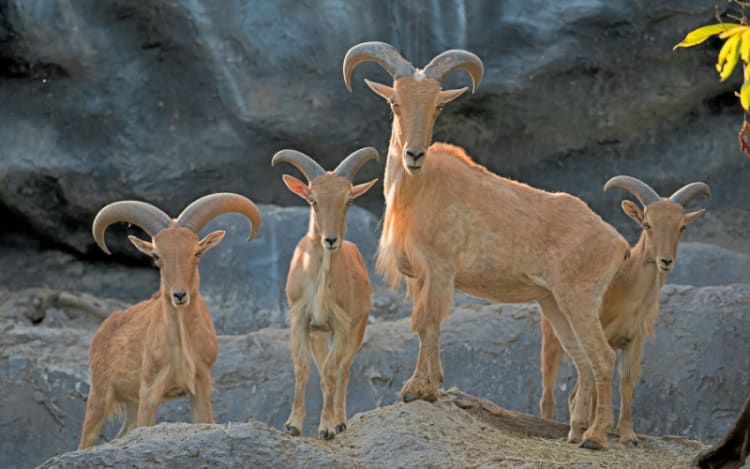 Texas Approves Helicopter Hunting To Save Ecosystems