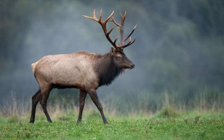 1. Colorado: Elk Paradise