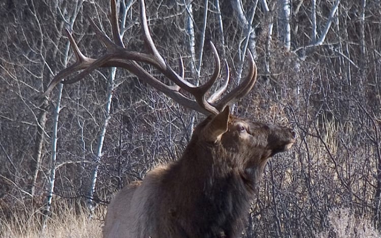 2. Montana: Big Sky, Big Bulls