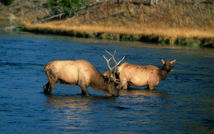 3. Idaho: Rugged and Wild