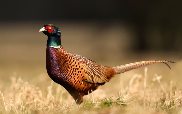 5. Minnesota: Southern Hotspots