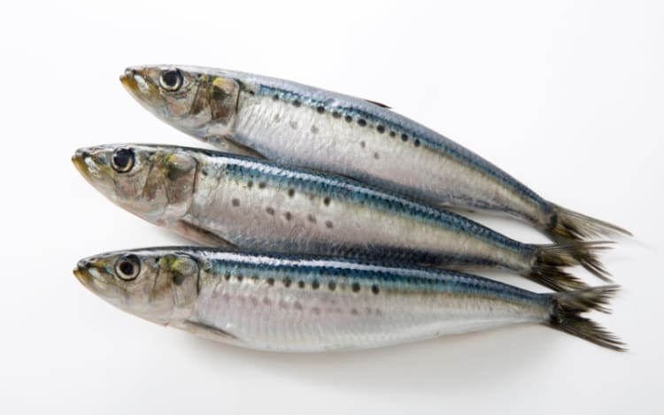 Pacific Sardines