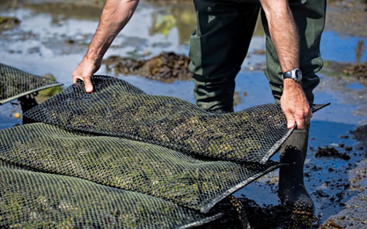U.S. Farmed Oysters