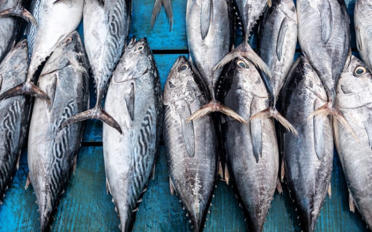 Pole-and-Line Caught Skipjack Tuna