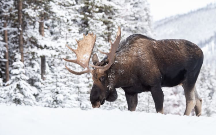 Yukon Moose in the Wilderness