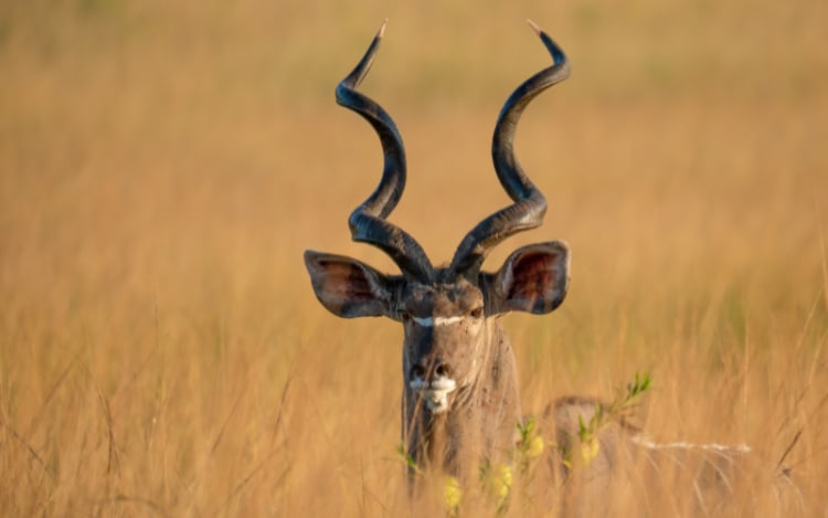 Plains Game Safari in South Africa