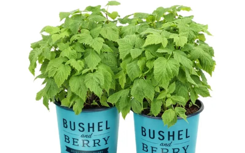 Two potted plants labeled Bushel and Berry featuring lush foliage