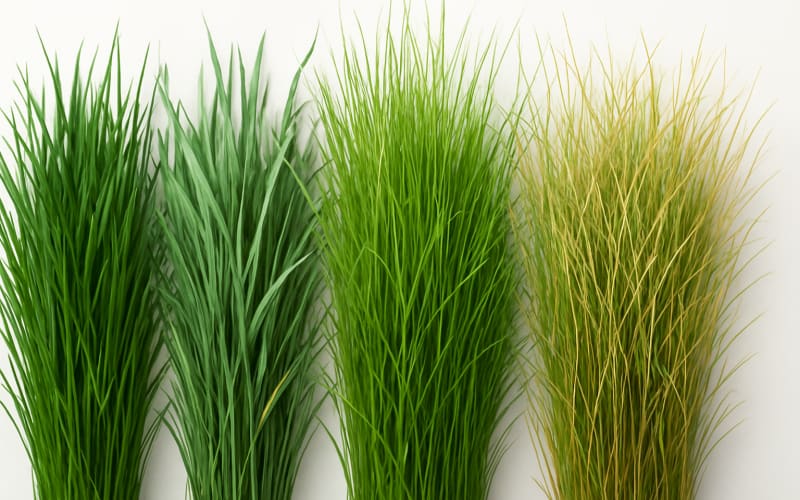Close-up image of different grass varieties showing their textures and colors.