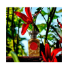 Parfum extrait, Anfas (ISHQ Rouge), flacon en verre avec sceau rouge et bouchon argenté, entouré de fleurs rouges.