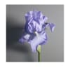 Creed Iris Debonair EdP