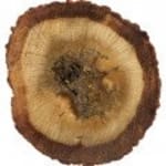 Oud (Indisk)/Oud Hindi