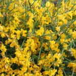Ginst (Cytisus/Genista)