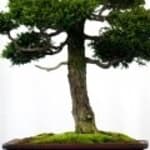 Hinoki