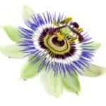 Passionsblomma