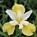 Iris butter