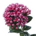 Daphne-ackord