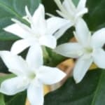 Fleur de café