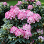 Rhododendron