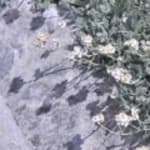 Olympus Yarrow