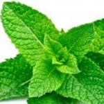 Peppermint