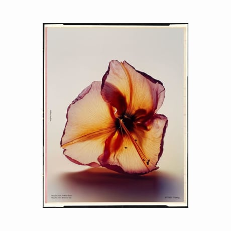 PANTOMIME ACT 6 EdP 100ml