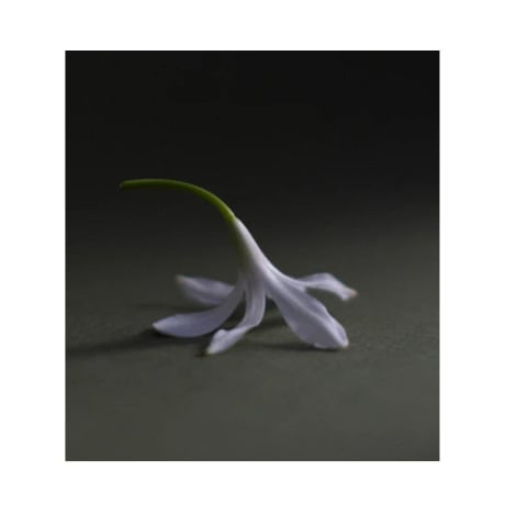 Fleur de jasmin blanc sur une surface sombre, éclairage doux, aucun autre élément dans le cadre